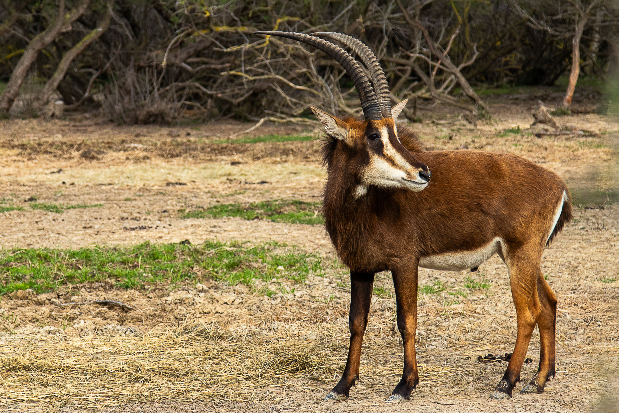 Etl Blesbok